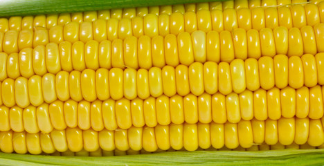 Corn on white background