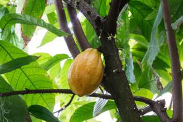 Fruit, flowers and buds of the cocoa tree. Shallow depth of field