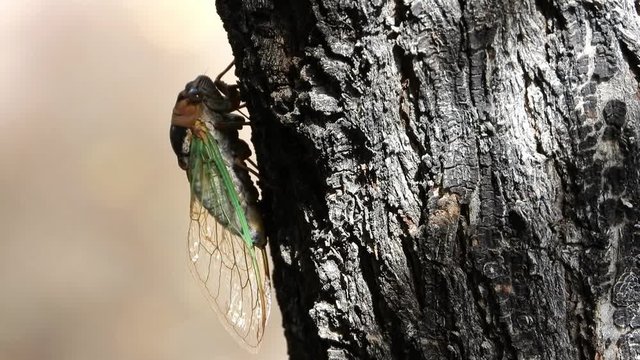 Cicada attached to tree laying eggs