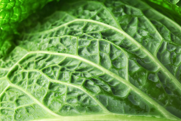 Fototapeta premium Texture of fresh cabbage, closeup