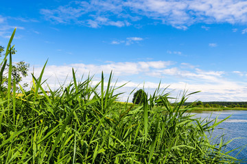 Fototapeta na wymiar View of the reeds, in the background a lake and blue sky, forest, selective focus.