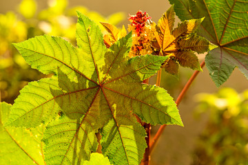 castor-oil plant with leaves and flower