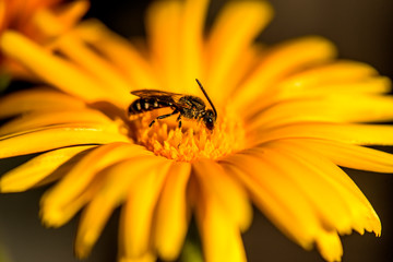 Calendula, medicinal plant with flower and bee