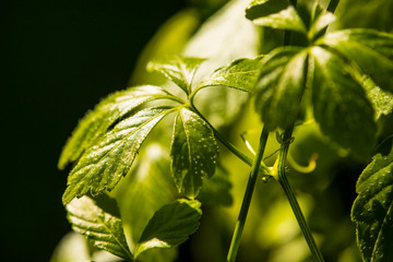Jiaogulan, Chinese herb for longevity