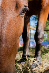 Naklejka premium Detalle de ojo y cabeza de caballo en Portugal