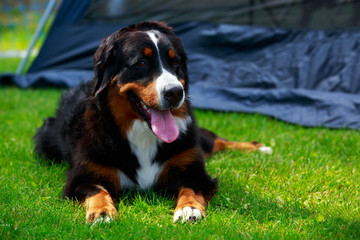 Bernese Mountain Dog