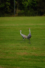 Beautiful Family of Sandhill cranes searching for food