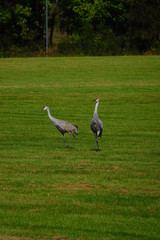Fototapeta premium Beautiful Family of Sandhill cranes searching for food