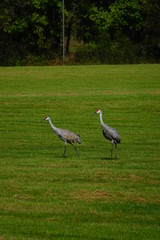 Beautiful Family of Sandhill cranes searching for food
