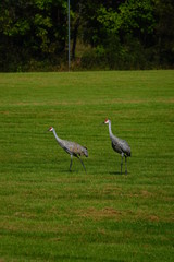 Obraz na płótnie Canvas Beautiful Family of Sandhill cranes searching for food