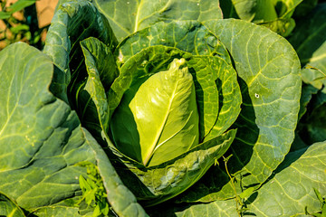  cabbage turnip at a street sale
