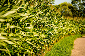 corn, field with growing maize