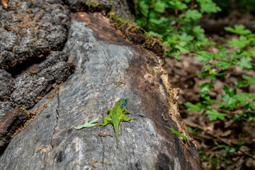 Naklejka na ściany i meble Male of green lizard Lacerta viridis on a tree trunk