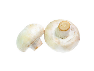 Mushroom champignon isolated on white background