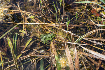 green frog sleeps in the middle of the pond