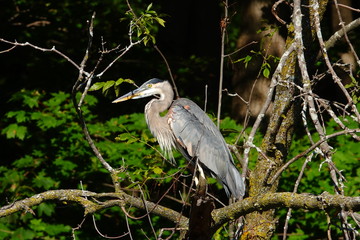 Beautiful Blue Heron Perched on Branch 