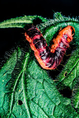 Valentine's day. The larva of Cossus cossus butterfly on green leaf with spines