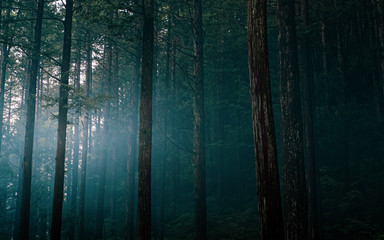 Obraz premium forest