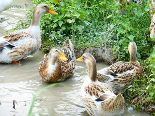 The duck is in the paddy field.