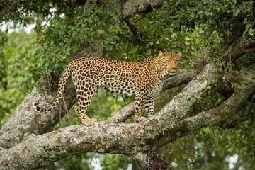 Leopard stands on lichen-covered branch facing right