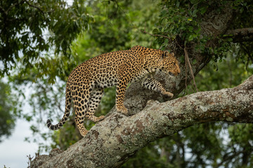 Leopard walking up lichen-covered branch lifting paw