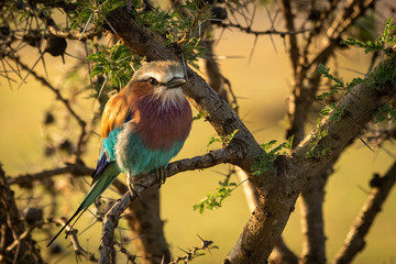 Lilac-breasted roller on whistling thorn watches camera