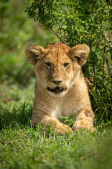 Fototapeta na wymiar Lion cub lies by bush facing camera