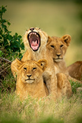 Fototapeta na wymiar Lion cub lies yawning widely on another