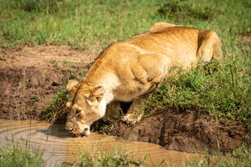 Lioness lies drinking from pool in sunshine