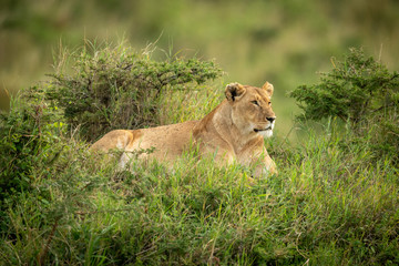 Lioness lies framed by bushes in grass