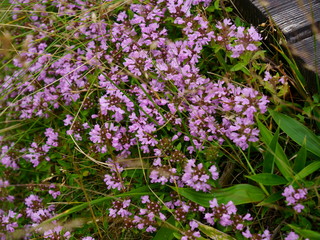 イブキジャコウソウの花が咲く