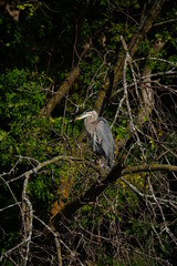 Beautiful Blue Heron Perched on Branch 