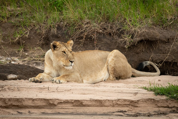 Lioness lies on sand by steep riverbank