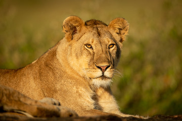 Lioness lies staring on rock in sunshine