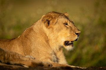 Lioness lies with mouth open on rock