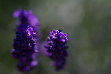 close-up of a blooming lavender