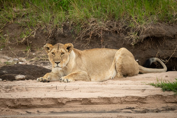 Lioness lying on sand by steep riverbank