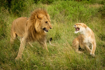 Obraz na płótnie Canvas Lioness roars at male lion after mating
