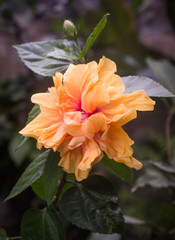 Tropical Hibiscus Double Orange 