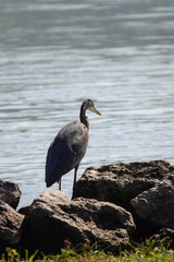 Blue Heron Searching for food on Shoreline 