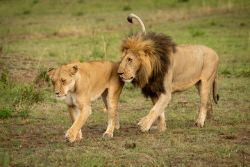 Male and female lions cross grass together
