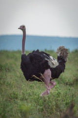 Male common ostrich walks in long grass