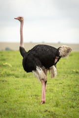Male common ostrich stands in short grass
