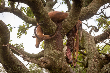 Male impala carcase in tree trailing guts