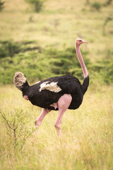 Male common ostrich walks through long grass