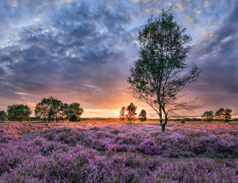Beautiful sunset on a heath-land with purple vegetation in blossom, The Netherlands