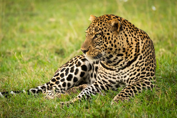 Male leopard lies in grass staring left