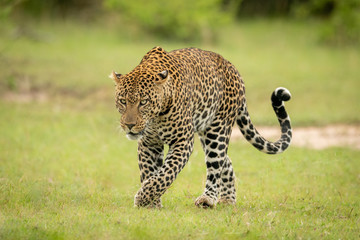 Male leopard lifts paw crossing short grass