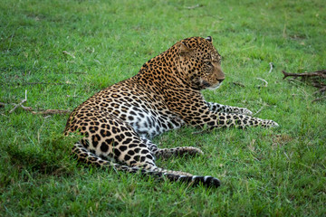 Male leopard lying in grass facing right