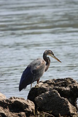 Blue Heron Searching for food on Shoreline 